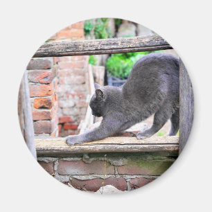 Süße streckende Katze Magnet