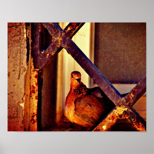 Süße Taube Poster (Vorne)