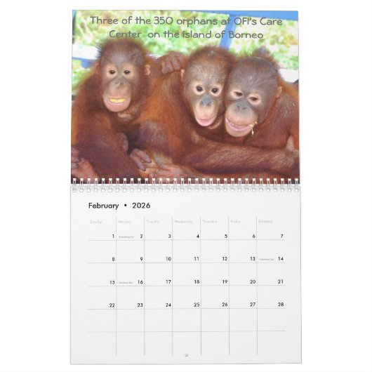 Süße Tier Orangutan Kalender (Feb 2026)