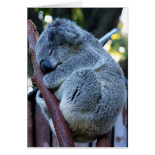 Süsse-Torten-Koala