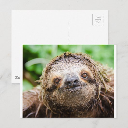 Süße Trägheit Postkarte (Vorne/Hinten)