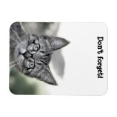 Süße überraschte Katze mit Brille Magnet (Horizontal)