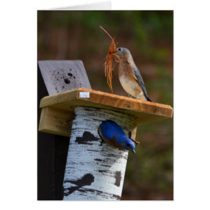 Süße Verschachtelungsdrosseln