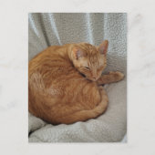 Süße verschlafene Ginger-Katze Postkarte (Vorderseite)