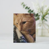 Süße verschlafene Ginger-Katze Postkarte (Stehend Vorderseite)
