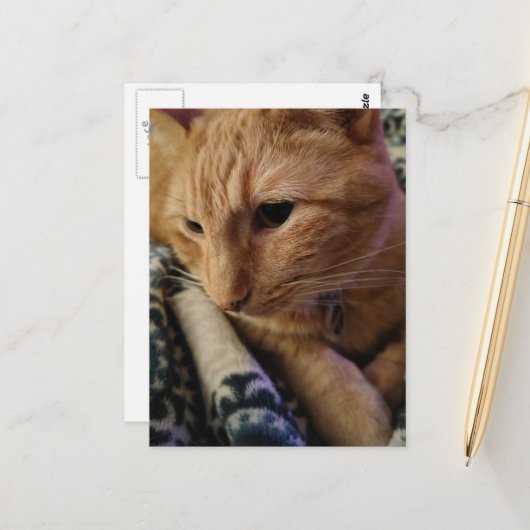Süße verschlafene Ginger-Katze Postkarte (Vorderseite/Rückseite Beispiel)