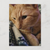 Süße verschlafene Ginger-Katze Postkarte (Vorderseite)