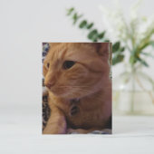 Süße verschlafene rote Katze Postkarte (Stehend Vorderseite)