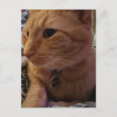 Süße verschlafene rote Katze Postkarte (Vorderseite)