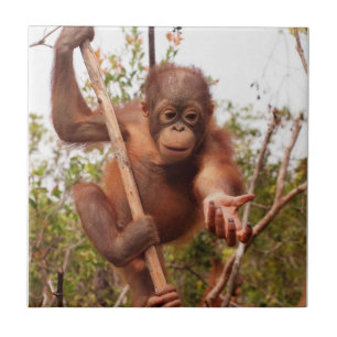 Süße Waisenorang-utan Wohltätigkeit Fliese