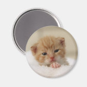 Süße Welpenkitte Magnet (Vorderseite/Rückseite)