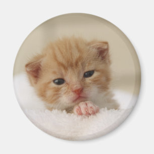 Süße Welpenkitte Magnet