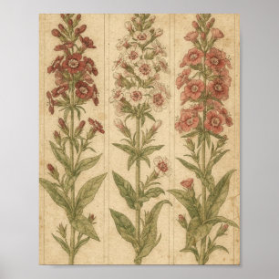 Süße William Botanische Blumenkunst Poster