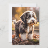 Süßer Aussiedoodle Welpe (Vorderseite)