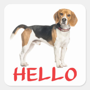 Süßer Beagle-Hund Liebhaber Hallo Vermisse Dich Fr Quadratischer Aufkleber