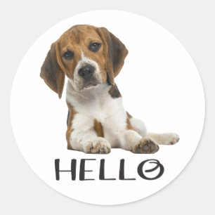 Süßer Beagle-Welpe Hallo Ich denke an Dich Freunds Runder Aufkleber