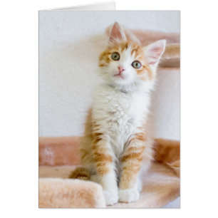 Süßer blauer mit Augen Kitty