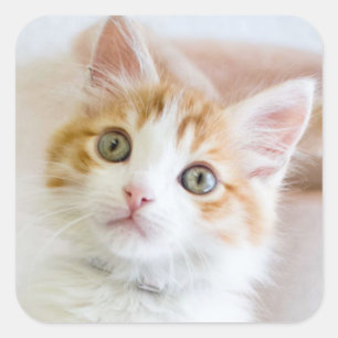 Süßer blauer mit Augen Kitty Quadratischer Aufkleber