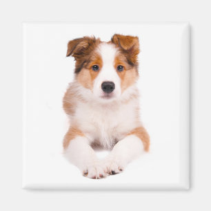 Süßer Border Collie Welpe Hund Individueller Magne Magnet