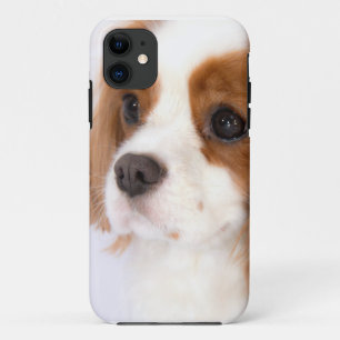 Süßer Cavalier King Charles Spaniel iphone 5g Hüll Case-Mate iPhone Hülle