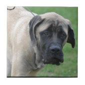 Süßer englischer Mastiff Fliese (Vorderseite)