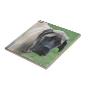 Süßer englischer Mastiff Fliese (Seite)