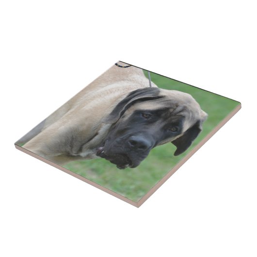 Süßer englischer Mastiff Fliese (Seite)