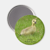 Süßer Fluffy Gosling Magnet (Vorderseite/Rückseite)