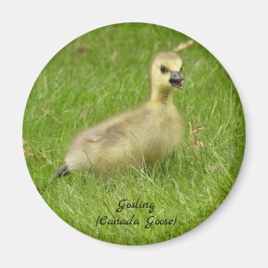Süßer Fluffy Gosling Magnet (Vorne)