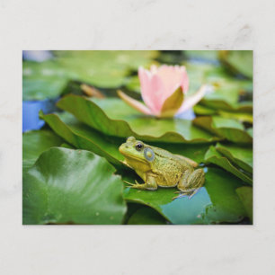 Süßer Frosch auf Seerosenblatt-Foto Postkarte