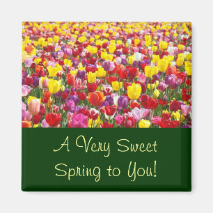 Süßer Frühling zu Ihnen! Magneten Tulpe-Blumen Magnet