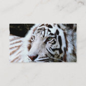 Süßer gegenübergestellter weißer Tiger Visitenkarte (Rückseite)