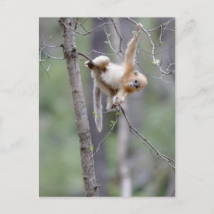 Süßer Goldener Snub-nosed-Affe auf Baumzweigen Postkarte