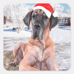Süßer Great Dane Hund sitzt im Schnee Weihnachtsmü Quadratischer Aufkleber