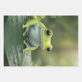 Süßer grüner Laubfrosch auf einem Blatt (Vorderseite)