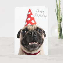 Süßer Happy-Birthday-Mops mit roter Partyhut