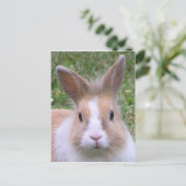 süßer Hase Postkarte (Stehend Vorderseite)
