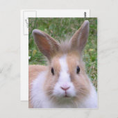 süßer Hase Postkarte (Vorne/Hinten)