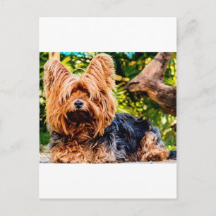 Süßer Hund Haustier Yorkie Frieden Liebe Schicksal Postkarte