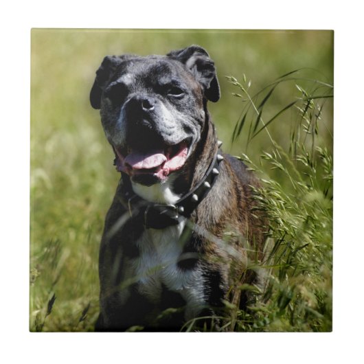 Süßer Hund im Gras Fliese (Vorderseite)