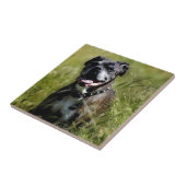 Süßer Hund im Gras Fliese (Seite)