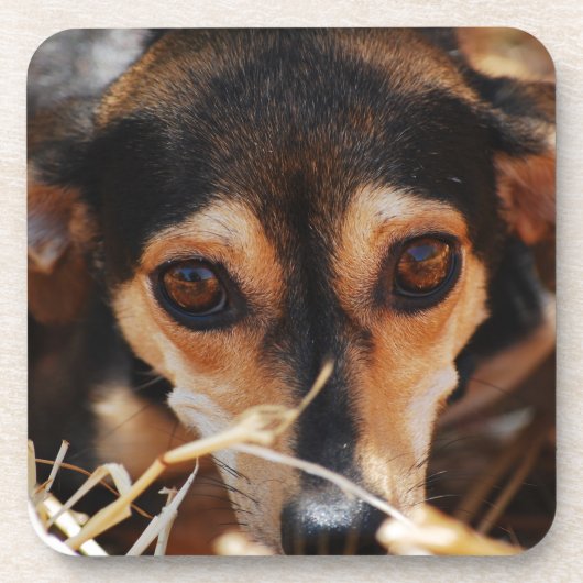 Süßer Hund im Heu Untersetzer (Vorderseite)