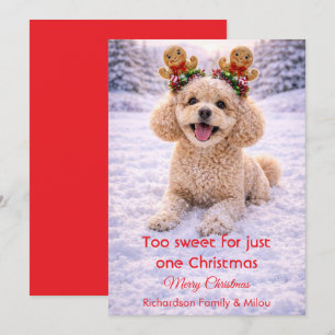 Süßer Hund Weihnachten Süße Zitate   Feiertagskart