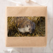 Süßer Igel auf Stubelfeldern (Insitu)