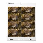 Süßer Igel auf Stubelfeldern (Vorne)