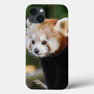 Süßer junger Roter Panda Case-Mate iPhone Hülle