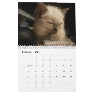 Süßer Kätzchen-Kalender für 2026 Kalender