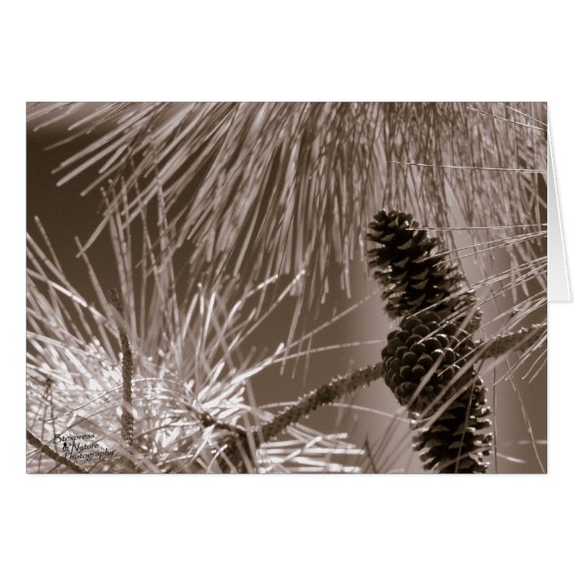 Süßer Kiefernkone (5.0) (Vorderseite (Horizontal))