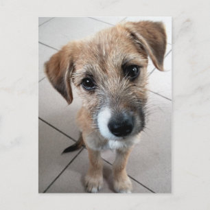 Süßer kleiner trauriger Hund Postkarte