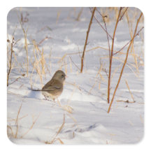 Süßer kleiner Vogel im Schnee